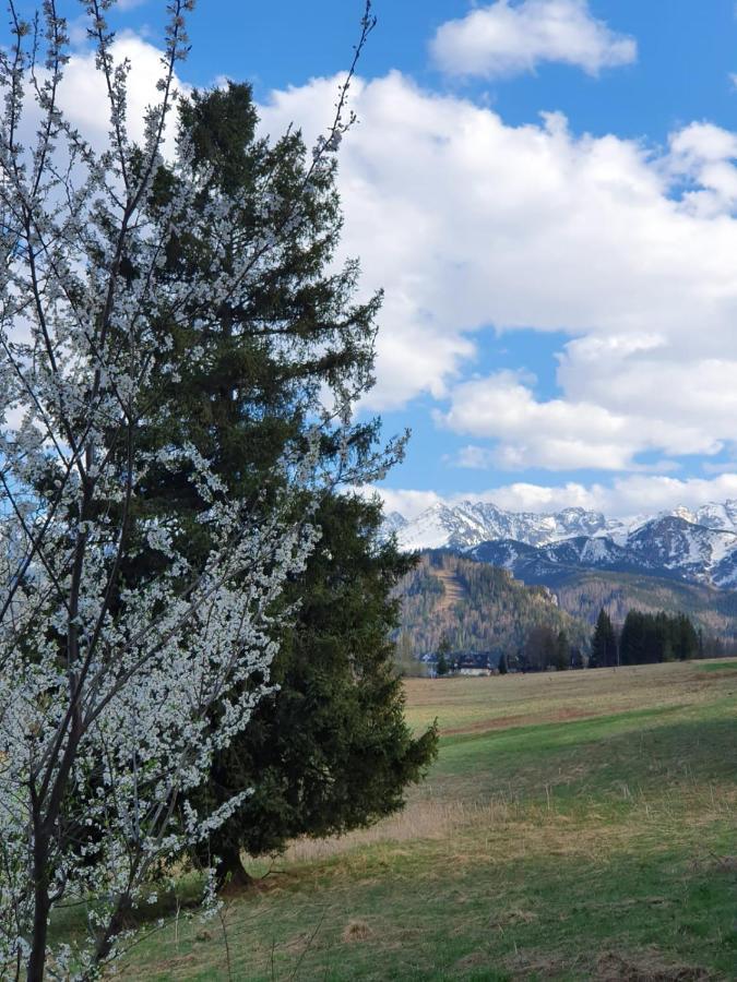 Api IV Zakopane Bed & Breakfast Dış mekan fotoğraf