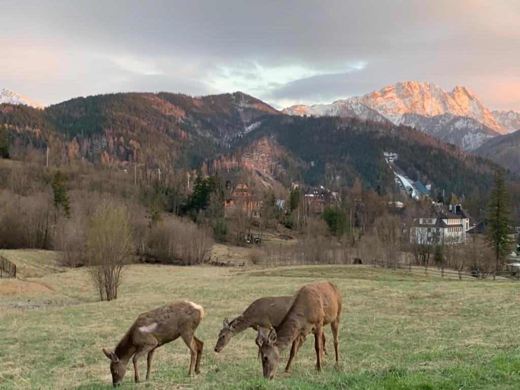 Api IV Zakopane Bed & Breakfast Dış mekan fotoğraf